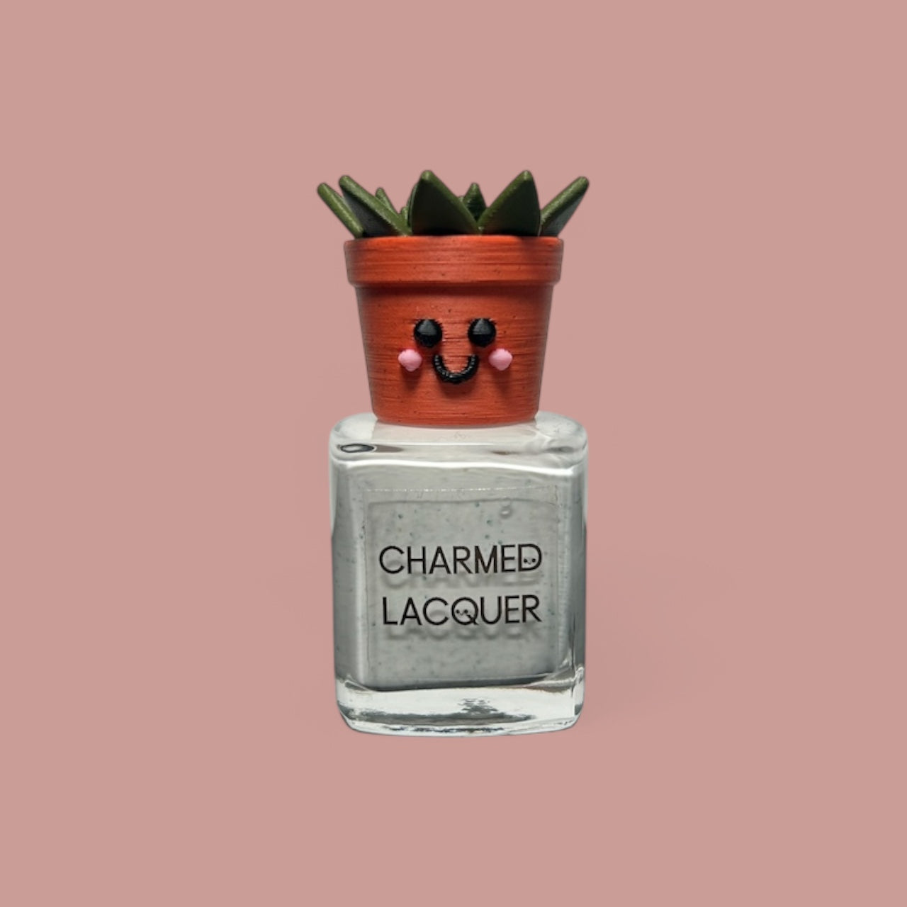 Haworthia Succulent