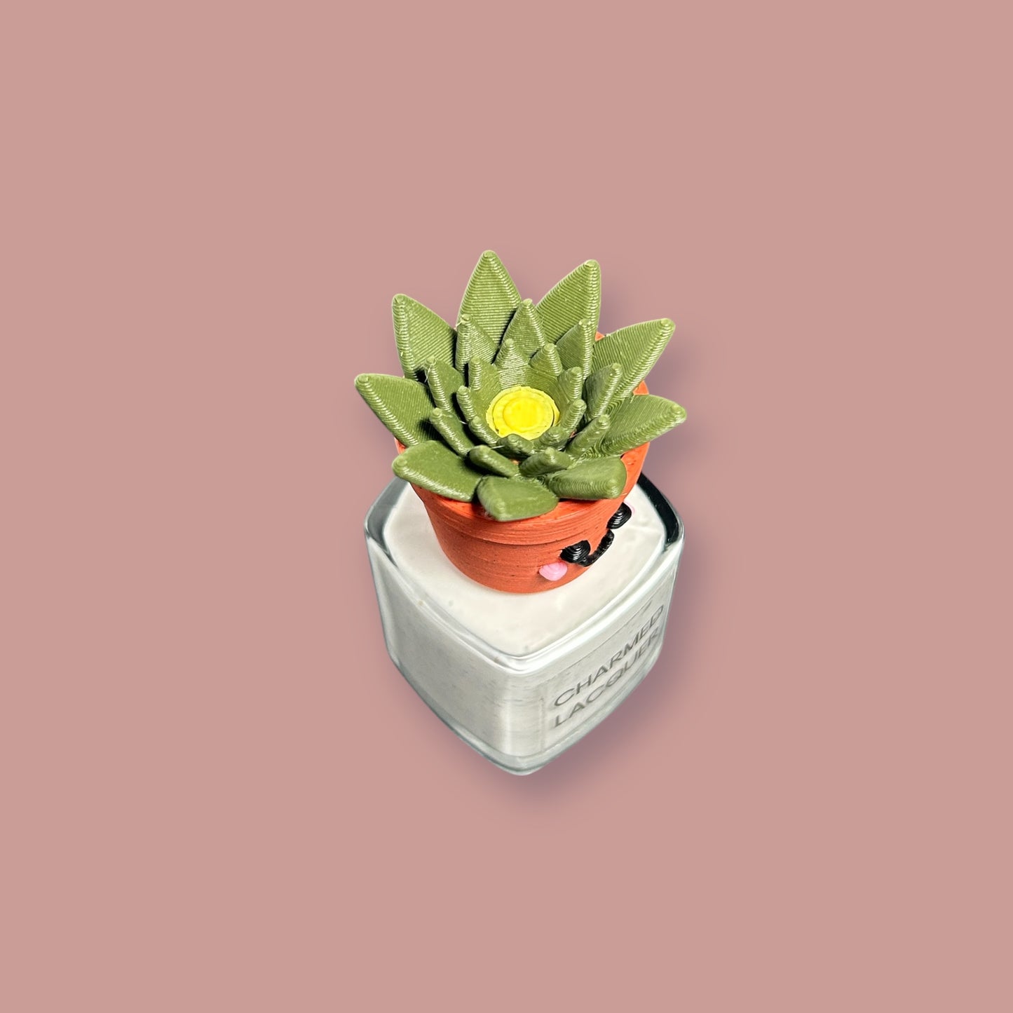 Haworthia Succulent